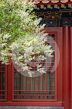 Pear flower is blooming in front of Asian traditional building exterior