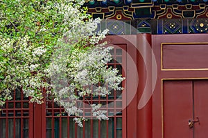 Pear flower blossoming in front of Asian traditional building locked door