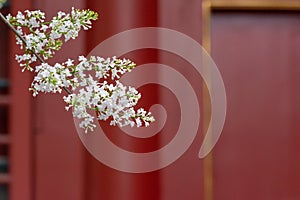 Pear flower blossoming in front of blurred Asian traditional building exterior