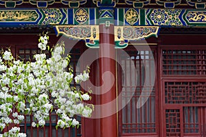Pear flower blossoming in front of Chinese traditional building exterior
