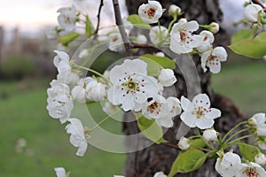 Pear flower is distinguished by its originality and is wonderful