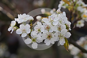 Pear flower in spring