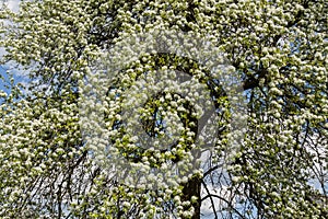 Pear during flowering.