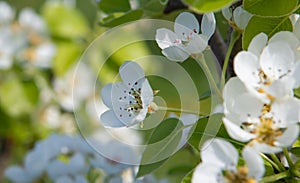 Pear flowers with bee fiori bianchi di pero con ape