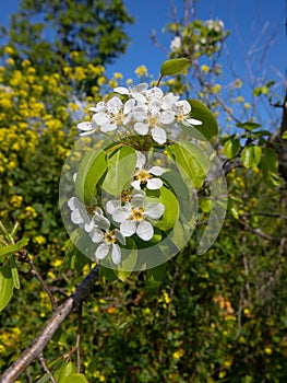 Pear flowers with bee fiori bianchi di pero con ape photo