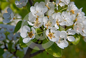 Pear flowers with bee fiori bianchi di pero con ape photo