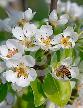 Pear flowers with bee fiori bianchi di pero con ape photo