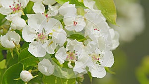 Pear flowers blooming in the spring. Delicate white flowers on the branches with green young leaves sway in the wind on