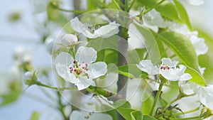 Pear flowers blooming in the spring. Delicate white flowers on the branches with green young leaves sway in the wind on