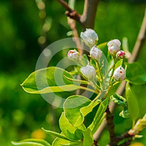 Pear flowers and green foliage