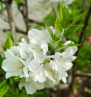 Pear flowers on the hillside of Heming Lake Park, Heming Wetland Park in the southern suburb of Xi`an, Shaanxi Province, China