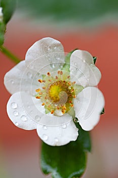 Pear flowers. Spring, nature wallpaper. Pear color in the garden. Blooming white flowers on the branches of a tree