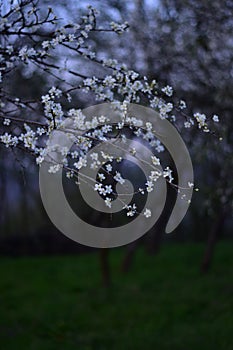 Pear flowers in spring season. pyrus comunis in blooming period photo