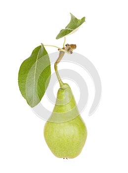 Pear fruit