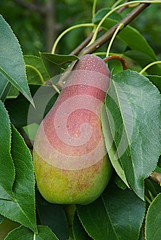 Pear fruit on a branch