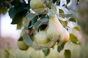 Pear fruit garden with grown sweet green pears