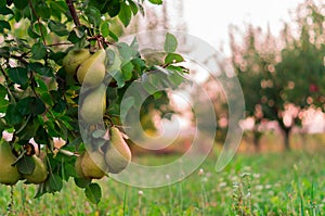 Pear fruit garden with grown sweet green pears