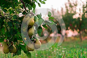 Pear fruit garden with grown sweet green pears