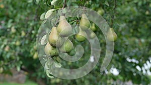Pear fruit garden with grown sweet green pears with a trees on a background