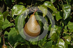 Pear fruit of Gellert\'s Butterbirne variety captured on the tree among lush foliage.