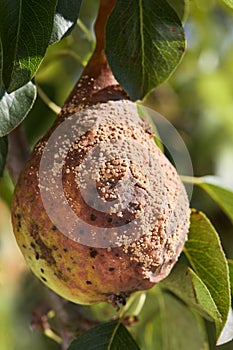 Pear Fruit Infected by Monilia fructigena. Infected fruit groving in the orchard.