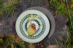 Pear Fruit on Mosaic Plate