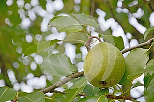 Pear fruit outdoors at background of green leaves