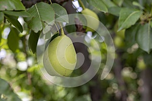 Pear fruit on a tree branch