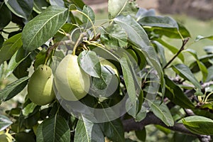 Pear fruit at a tree close-up