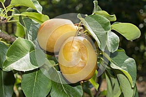 Pear fruit on a tree close-up with disease and rot. Garden Protection Concept