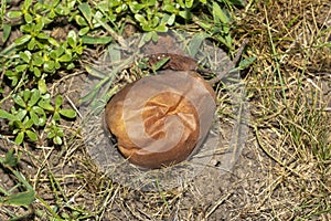 Pear fruit on a tree close-up with disease and rot. Garden Protection Concept