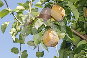 Pear fruit on a tree close-up with disease and rot. Garden Protection Concept