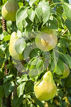 Pear fruit on the tree in the garden