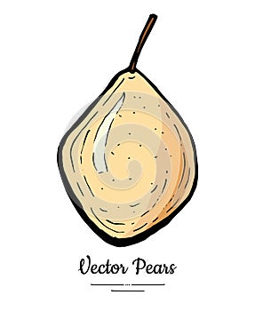 Pear fruit vector isolate. Yellow brown whole pear. Fruit hand drawn illustration food vegetarian sweet icon logo sketch
