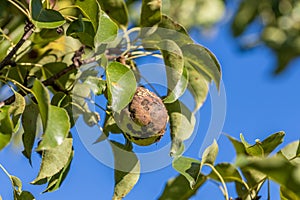 Pear fruits affected by Venturia inaequalis scab. Monilial fruit rot of fruits