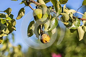 Pear fruits affected by Venturia inaequalis scab. Monilial fruit rot of fruits