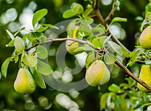 Mature fruits pears