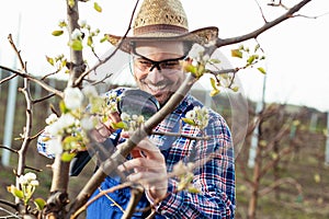 An pear grower checks the flowering of his pear trees in spring