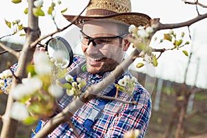 An pear grower checks the flowering of his pear trees in spring