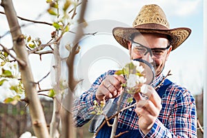 An pear grower checks the flowering of his pear trees in spring