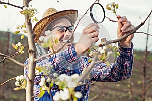 An pear grower checks the flowering of his pear trees in spring