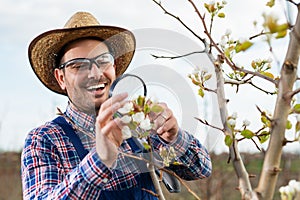 An pear grower checks the flowering of his pear trees in spring