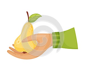 Pear in the hand. Vector illustration on a white background.