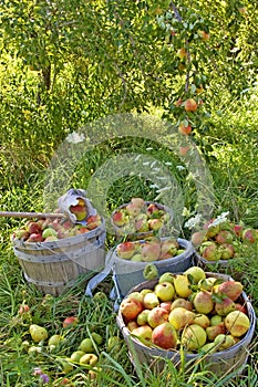 Pear Harvest