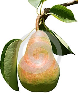 Pear isolated