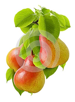 Pear isolated. Ripe red yellow juicy pear group on branch with green leaves isolated on white background