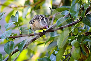 Pear Leaf Black Headed Grosbeak Bird 07