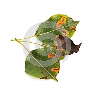 A pear leaf infected with gymnosporangium sabinae rust and Septoria Leaf Spot Septoria aegopodii isolated