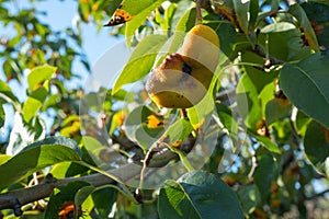 Pear leaf infected with gymnosporangium sabinae rust and Septoria Leaf Spot Septoria aegopodii. Man gardener hand hold