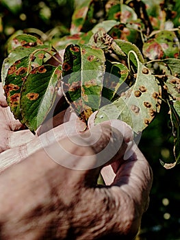 Pear leaf infected with gymnosporangium sabinae rust